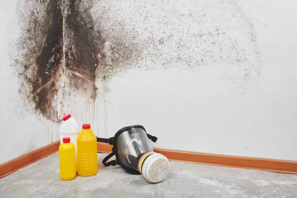 Mold Remediation for Vacation Homes in Ste Genevieve, MO